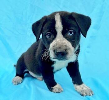 Rescue Australian Shepherd and Golden Retriever Dogs for Adoption in Morton Grove, Illinois - Harold | PetCurious