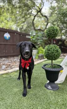 Apollo -  Black Labrador Retriever Dog for Adoption in Mico, Texas - Apollo | PetCurious