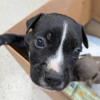 Rescue Mixed Breed Dogs for Adoption in Huntsville, Arkansas - Henry | PetCurious