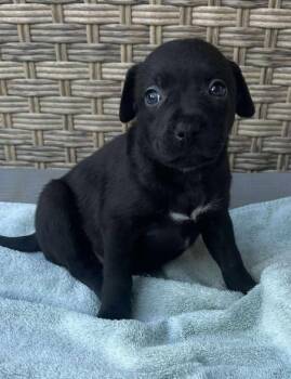 Rescue Border Collie and Labrador Retriever Dogs for Adoption in Kiowa, Oklahoma - Lottie Deno | PetCurious