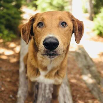Rescue Irish Setter and Mixed Breed Dogs for Adoption in Lucas, Texas - Big Red | PetCurious