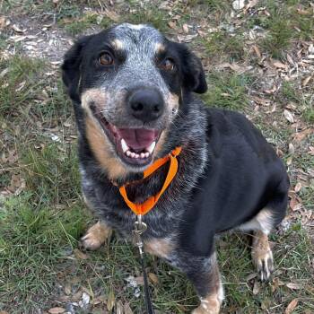 Australian Cattle Dog Blue Heeler Dogs Available for Adoption in Center Point, Texas - Gus | PetCurious
