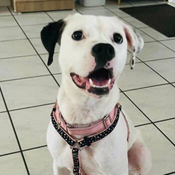 Mixed Breed Dogs Available for Adoption in Largo, Florida - BARBIE | PetCurious