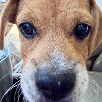 Sprite -  Jack Russell Terrier and Chihuahua Dog for Adoption in Ennis, Texas - Sprite | PetCurious