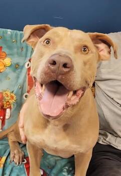 ROMEO -  Pit Bull Terrier and Labrador Retriever Dog for Adoption in Brunswick, Georgia - ROMEO | PetCurious