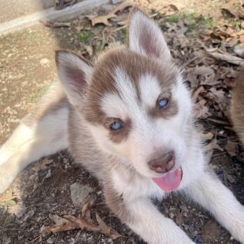 Husky Dogs Available for Adoption - Aurora | PetCurious