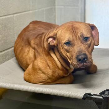 Mixed Breed Dogs Available for Adoption - Creekie | PetCurious