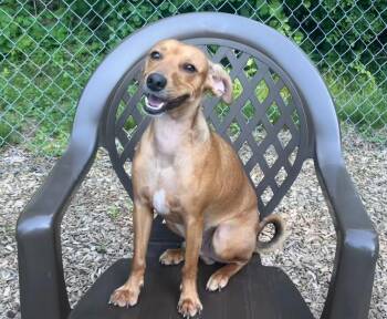 Dustin -  Dachshund Dog for Adoption in East Hartford, Connecticut - Dustin | PetCurious