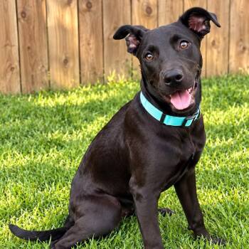 Piper -  Black Labrador Retriever Dog for Adoption in Houston, Texas - Piper | PetCurious