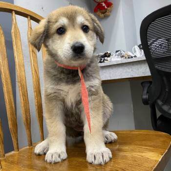 Rescue Great Pyrenees and Mixed Breed Dogs for Adoption in Spokane, Washington - Formal | PetCurious