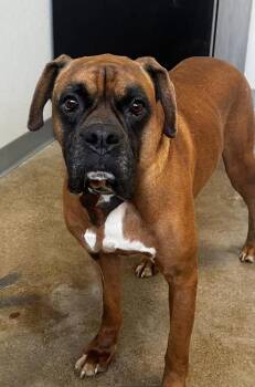 Stryx -  Boxer Dog for Adoption in Fort Madison, Iowa - Stryx | PetCurious