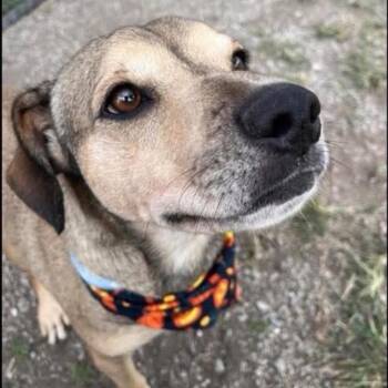 Rescue Mountain Cur and Shepherd Dogs for Adoption in New Orleans, Louisiana - Christian | PetCurious