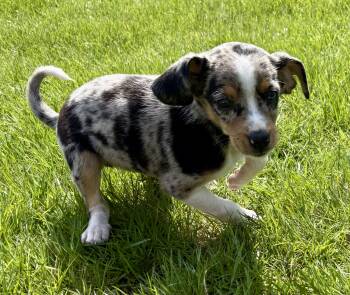 Australian Shepherd and Rat Terrier Dogs Available for Adoption in New Baltimore, Michigan - Maggie | PetCurious