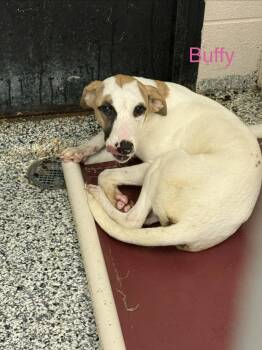 Buffy -  Pointer Dog for Adoption in Fayetteville, West Virginia - Buffy | PetCurious