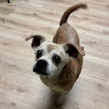 Grandma -  Pug and Mixed Breed Dog for Adoption in Springboro, Ohio - Grandma | PetCurious