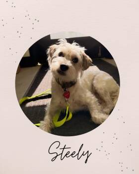 STEELY -  West Highland White Terrier Westie Dog for Adoption in Coquitlam, British Columbia - STEELY | PetCurious