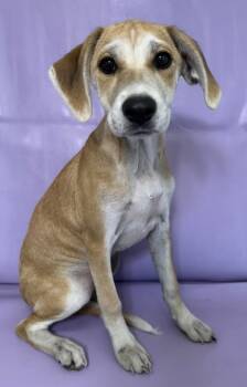 Rescue Beagle and Labrador Retriever Dogs for Adoption in Morton Grove, Illinois - Biscuit | PetCurious
