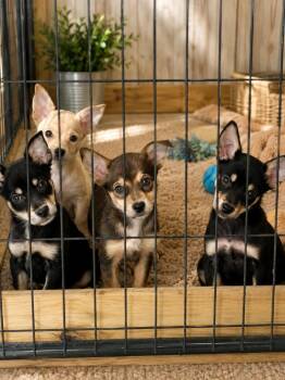 Butter -  Husky Dog for Adoption in Brownstown, Indiana - Butter | PetCurious