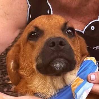 Maddox (20260828-03) -  Mountain Cur Dog for Adoption in Niagara Falls, Ontario - Maddox (20260828-03) | PetCurious