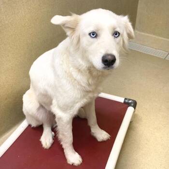 Great Pyrenees and Husky Dogs Available for Adoption in Monroe, Georgia - Blanca #23007 | PetCurious