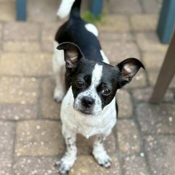 Aryn *Arriving 7/25* D11805 -  Chihuahua and Pug Dog for Adoption - Aryn *Arriving 7/25* D11805 | PetCurious