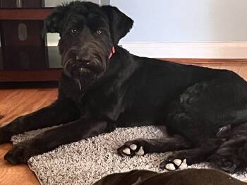 Rescue Giant Schnauzer Dogs for Adoption in Cedartown, Georgia - Bentley | PetCurious