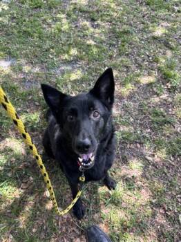 Sheep -  Mixed Breed Dog for Adoption in Vero Beach, Florida - Sheep | PetCurious