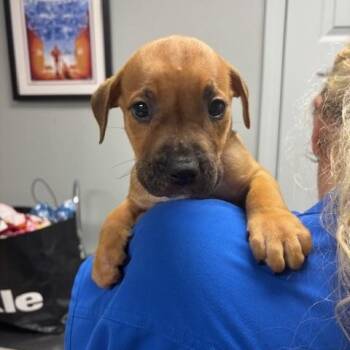 Dopy (The 7 Dwarf Litter) -  Boxer Dog for Adoption in Corsicana, Texas - Dopy (The 7 Dwarf Litter) | PetCurious