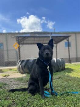 BUG -  Labrador Retriever and Mixed Breed Dog for Adoption in Aliquippa, Pennsylvania - BUG | PetCurious