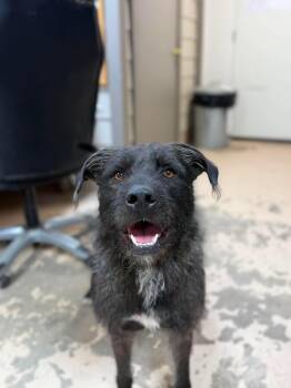 Curly -  Wirehaired Terrier Dog for Adoption in Hawkins, Texas - Curly | PetCurious