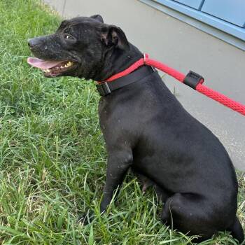 Yolanda -  Mixed Breed Dog for Adoption in Philadelphia, Pennsylvania - Yolanda | PetCurious