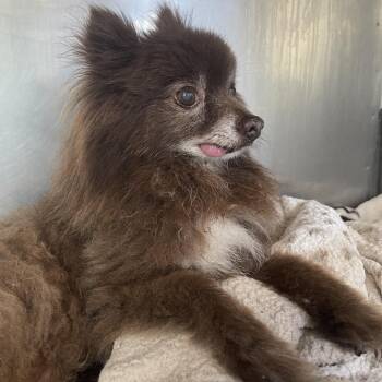 Kody -  Pomeranian Dog for Adoption in Saint Charles, Missouri - Kody | PetCurious
