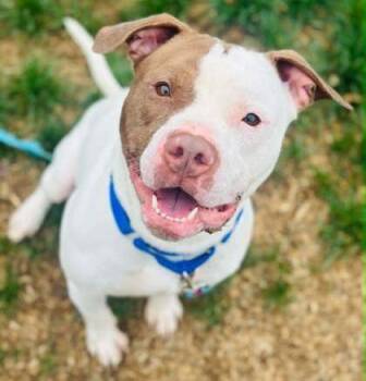 Mixed Breed Dogs Available for Adoption in West Chester, Pennsylvania - Woodie | PetCurious