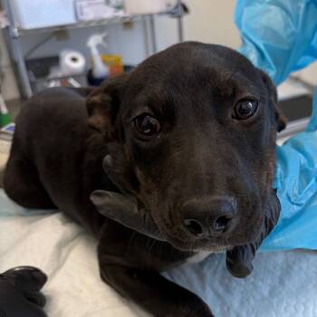 Mitzy -  Pit Bull Terrier and Australian Cattle Dog Blue Heeler Dog for Adoption in Nashville, Tennessee - Mitzy | PetCurious