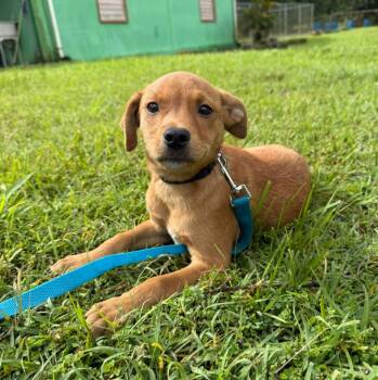 Terrier Dogs Available for Adoption - Gio | PetCurious