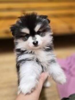 Pomsky Dogs Available for Adoption in Woodstock, Illinois - Lovey | PetCurious
