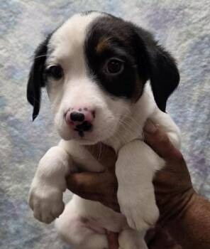 Bernese Mountain Dog and Cavalier King Charles Spaniel Dogs Available for Adoption in Malvern, Pennsylvania - Olive | PetCurious