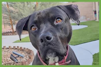 Pit Bull Terrier and American Staffordshire Terrier Dogs Available for Adoption in Amherst, Massachusetts - Lola | PetCurious