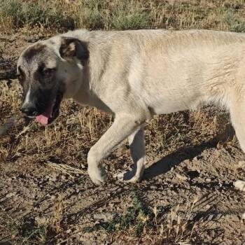 Luna -  Mixed Breed Dog for Adoption in Bend, Oregon - Luna | PetCurious