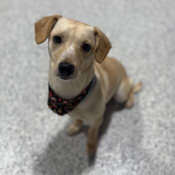 Chihuahua and Mixed Breed Dogs Available for Adoption - Pongo | PetCurious