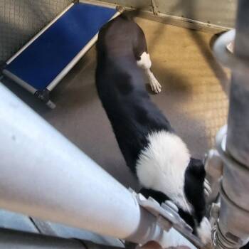 Mixed Breed Dogs Available for Adoption in Las Cruces, New Mexico - 105724 | PetCurious