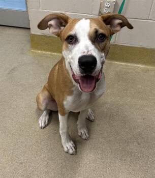 FINN -  American Staffordshire Terrier and Mixed Breed Dog for Adoption in Grand Prairie, Texas - FINN | PetCurious