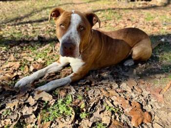 Rescue Terrier Dogs for Adoption in Calera, Alabama - Levon | PetCurious