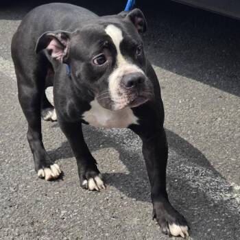Misty -  Pit Bull Terrier Dog for Adoption in Newark, New Jersey - Misty | PetCurious