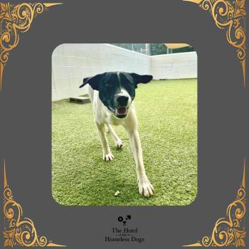 Zero -  Australian Cattle Dog Blue Heeler and Mixed Breed Dog for Adoption in Cumberland, Rhode Island - Zero | PetCurious