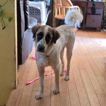 Ayla -  Great Pyrenees and Saint Bernard Dog for Adoption in Fort Collins, Colorado - Ayla | PetCurious