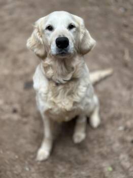 Golden Retriever Dogs Available for Adoption - Lainey | PetCurious