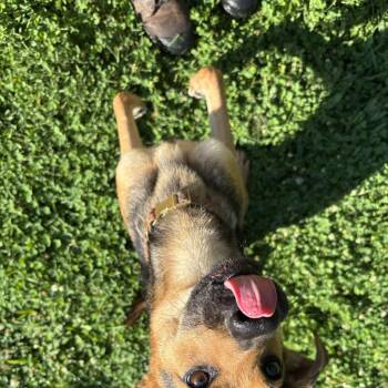 Winifred -  Shepherd Dog for Adoption in Circleville, Ohio - Winifred | PetCurious