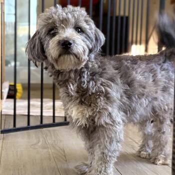 Olivia -  Poodle Dog for Adoption in Reedley, California - Olivia | PetCurious