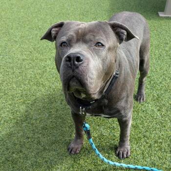 Tugboat -  Mixed Breed Dog for Adoption in Pittsburgh, Pennsylvania - Tugboat | PetCurious